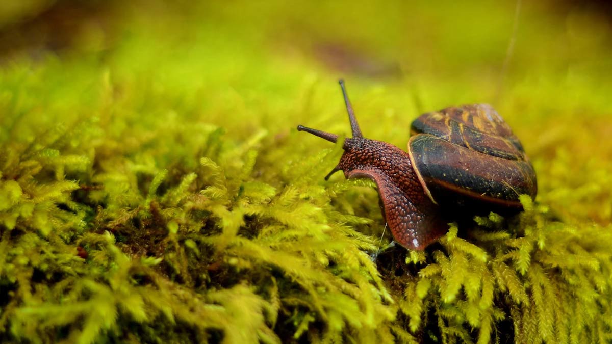 gardening tips in hindi ()