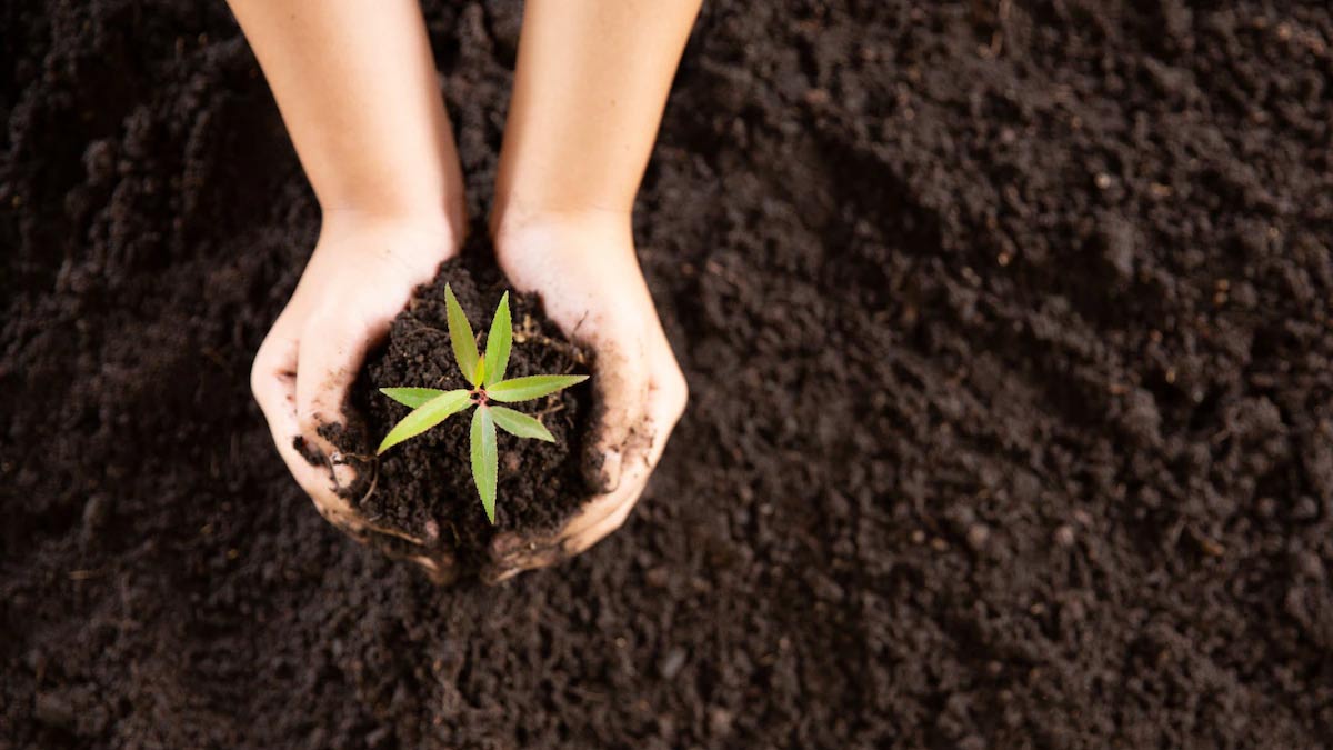 gardening tips in hindi