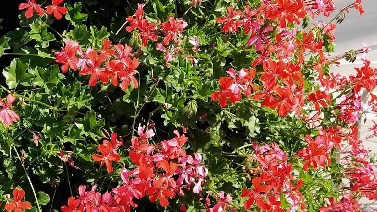 geranium plant for summer