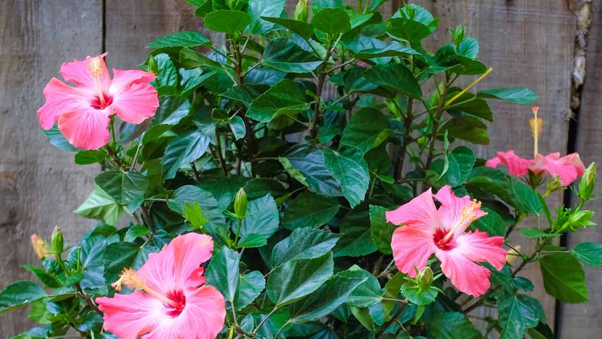 hibiscus plants for home