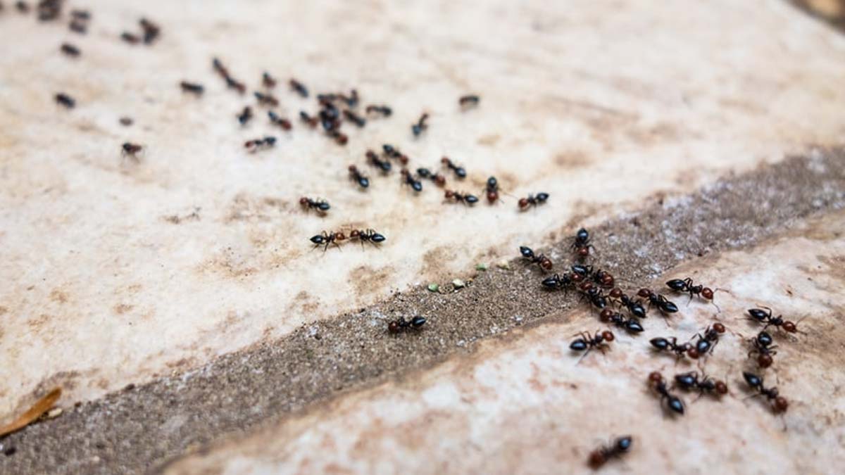 लाल चीटियां घर | sugar ant killer | शुगर ant
