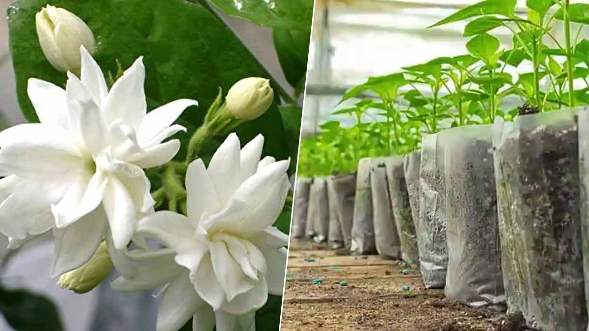 How to Grow Bela Plant From Cutting in Hindiबेला प्लांट कैसा होता है