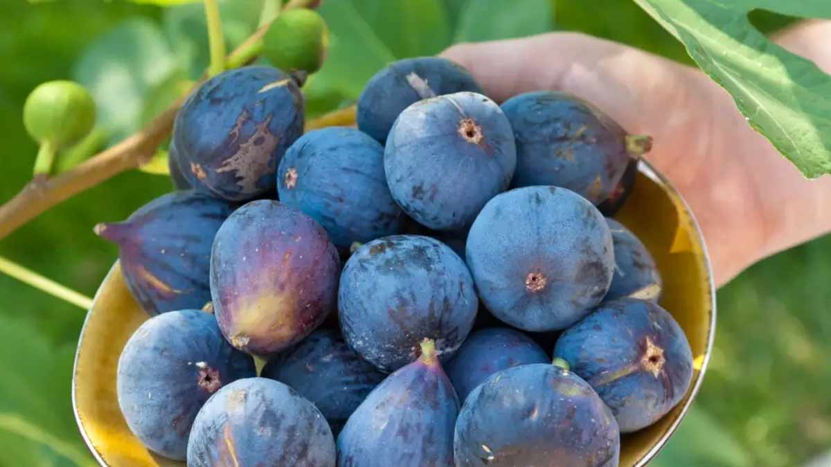 how to grow fig plant at home INSIDE 