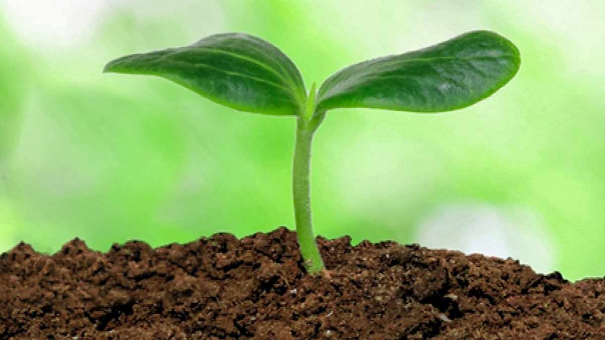 how to grow fig plant in pot INSIDE 