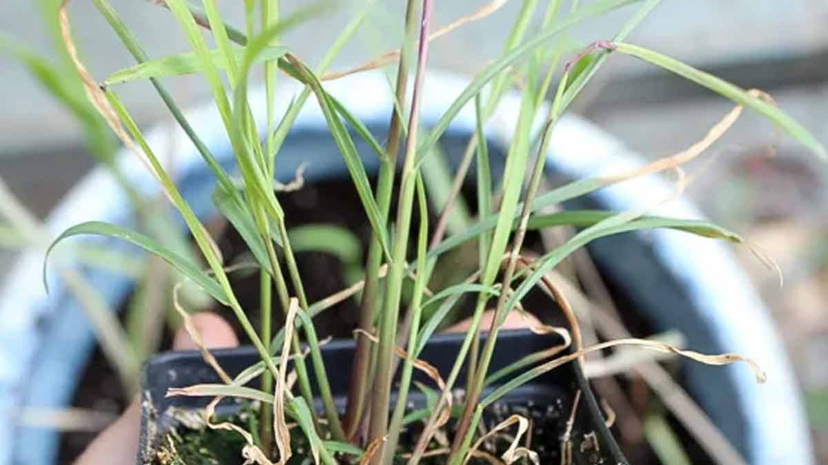 how to keep lemongrass plant healthy inside 