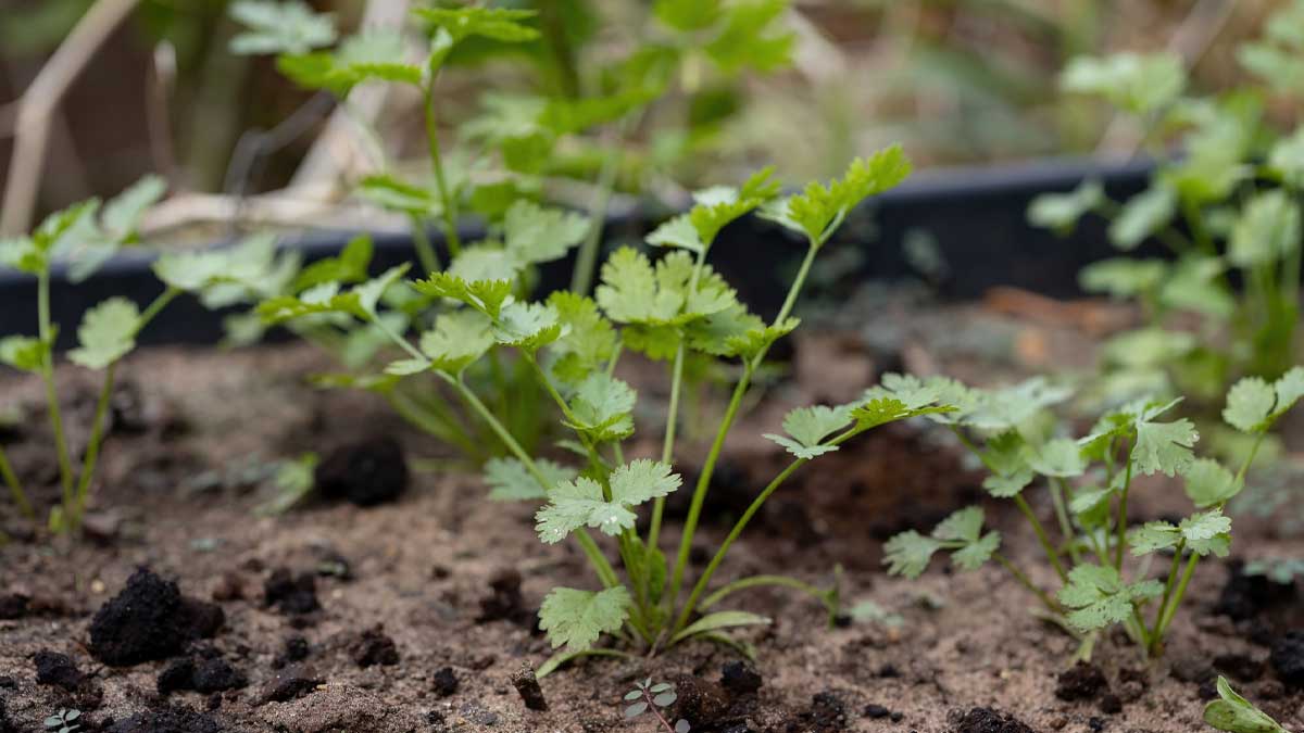 how to take care coriander plant