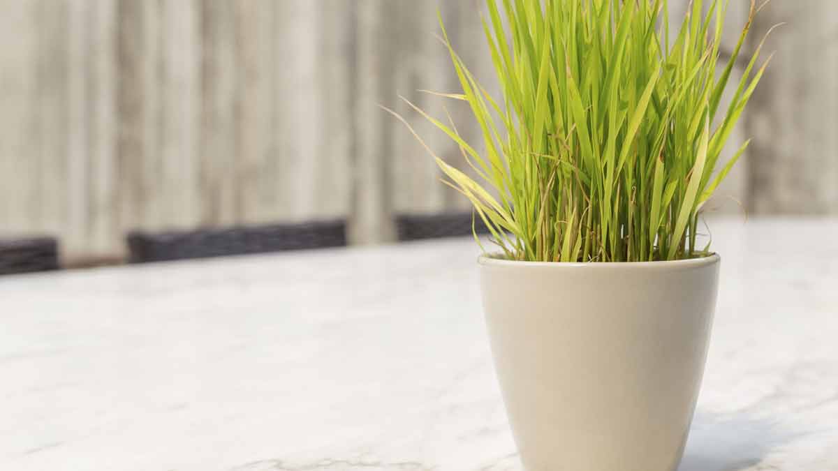 how to take care of lemongrass plant inside 