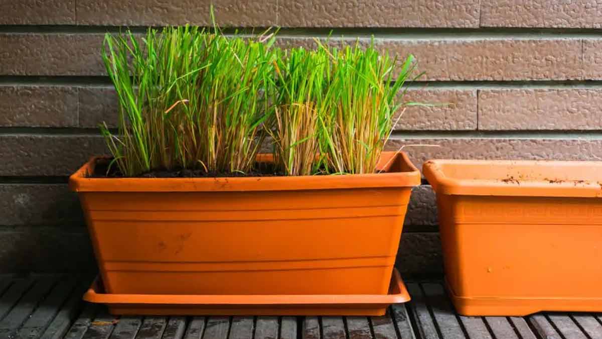how to take care of lemongrass plant inside 