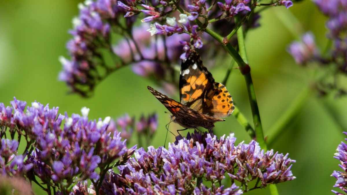india butterfly park inside 
