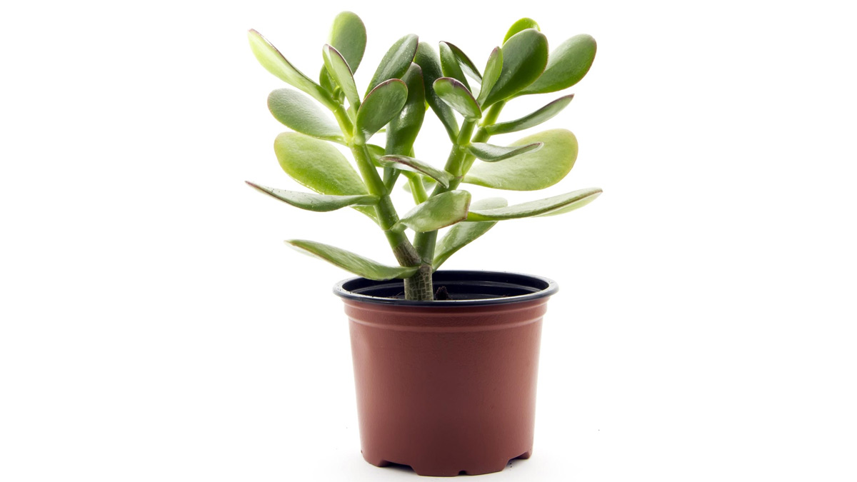 jade plant