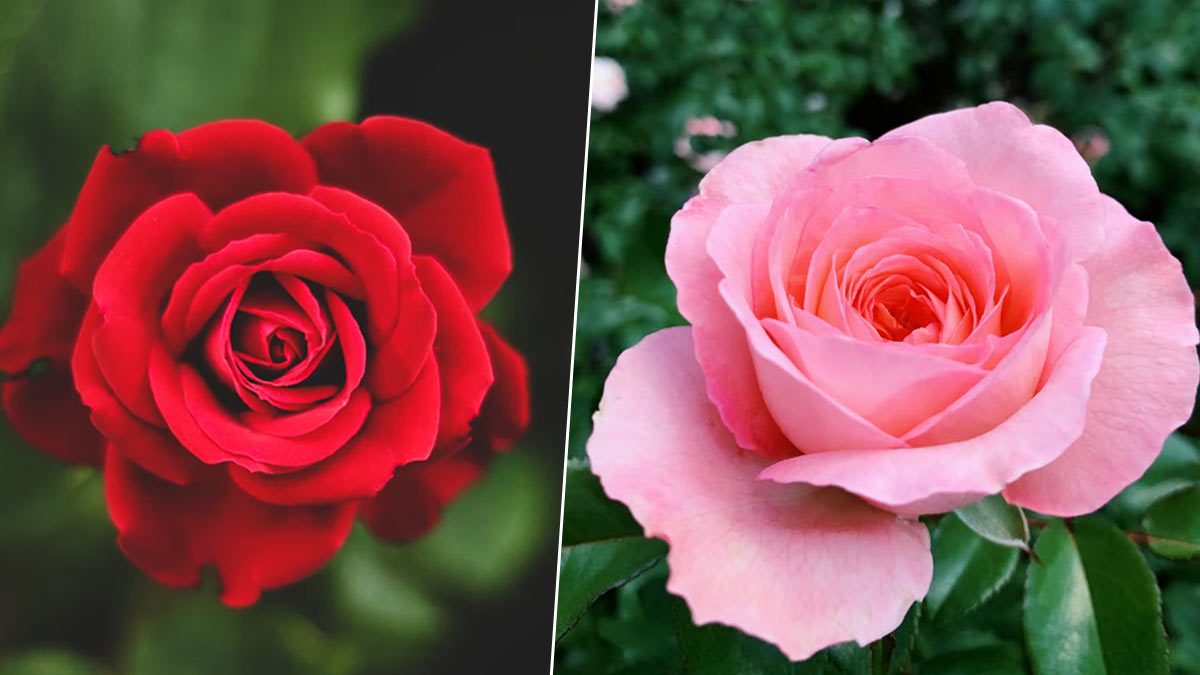 Know About Main Types Of Roses In Hindi | गुलाब के फूल कितने रंग के ...