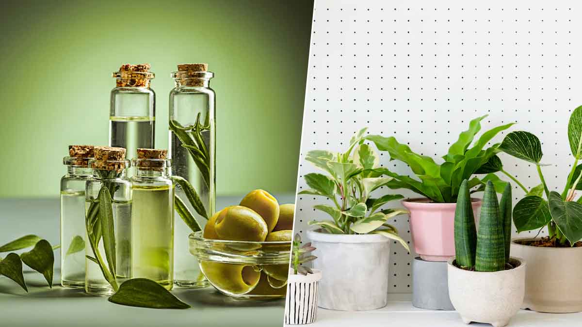 know the amazing uses of olive oil in the garden area