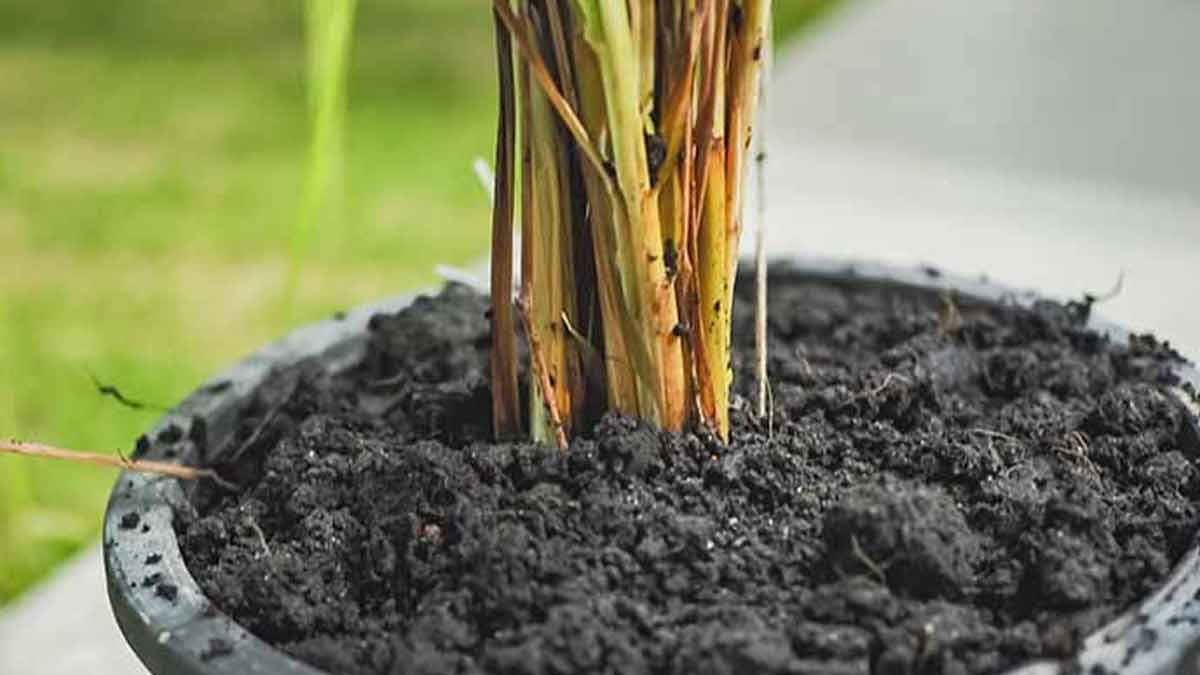 lemongrass plant care inside 