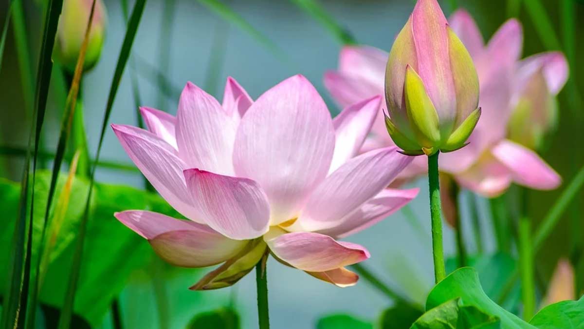 lotus flower