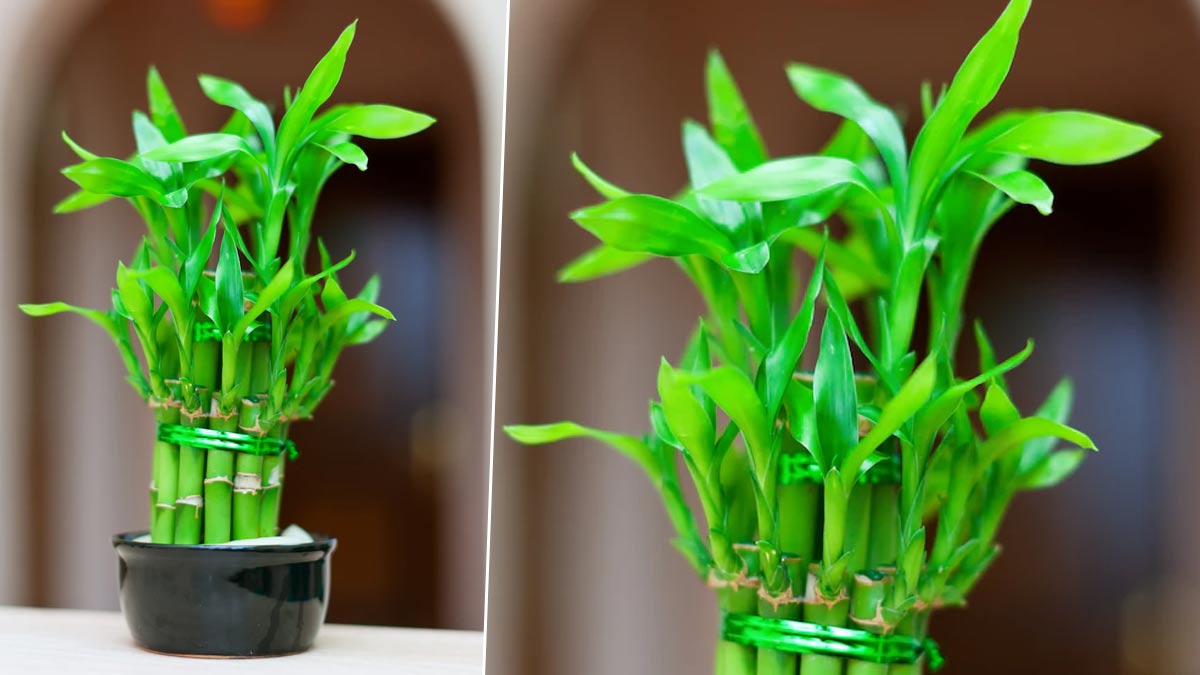 lucky bamboo plant