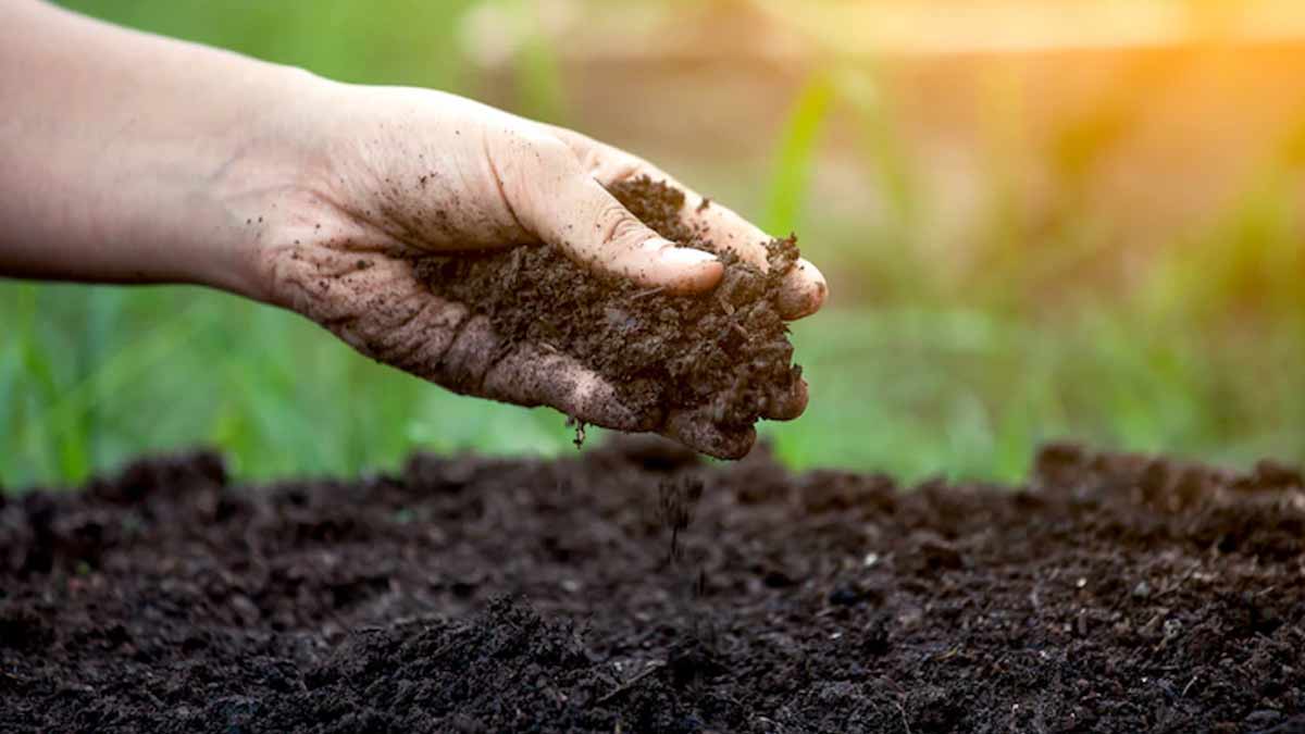 mint plant caring tips