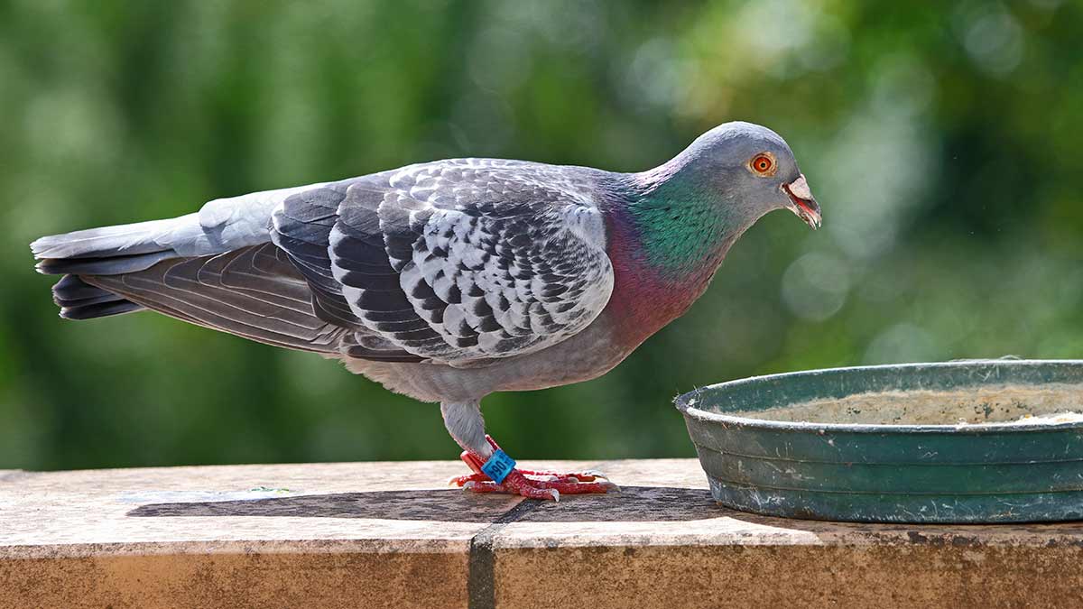 pigeon  is  vahana  of  which  god