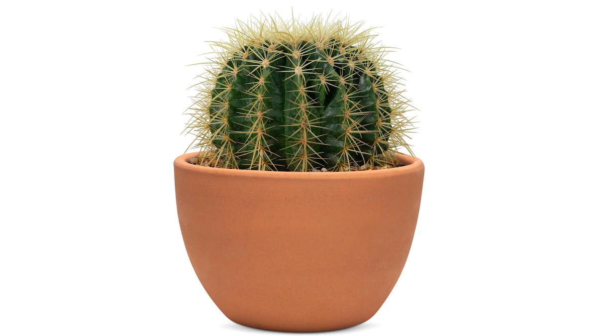 plant to avoid for office