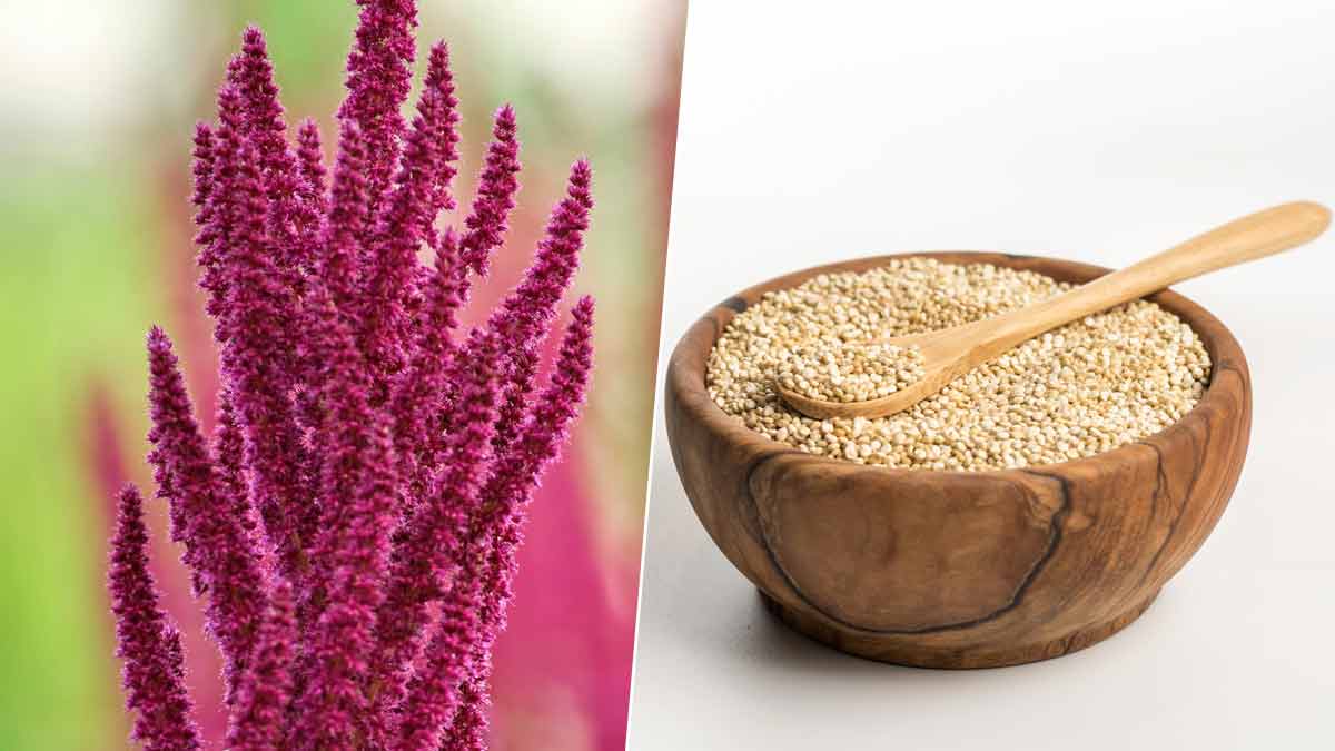 International Superfood Alternativesभारतीय सुपरफूड के फायदेAvocado Ki