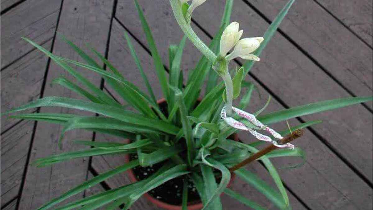 rajnigandha flower for home