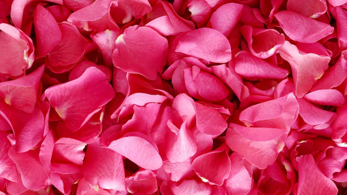 rose petals for green tea