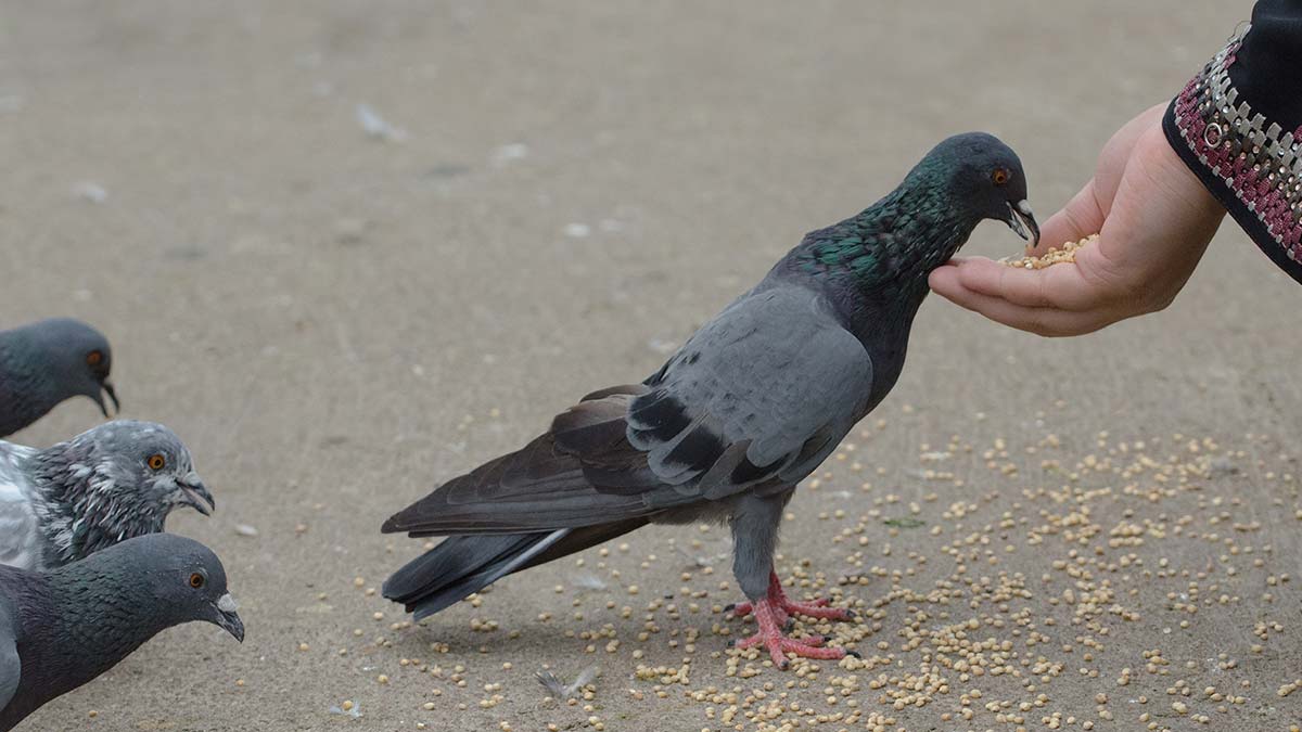 Do pigeons come to your house and coo? Know its meaning, it is giving a big  sign of the future | क्या कबूतर आपके भी घर पर आकर करता है गुटर गूं? जान लें  इसका अर्थ, दे रहा होता है भविष्य का बड़ा संकेत | Zee News Hindi