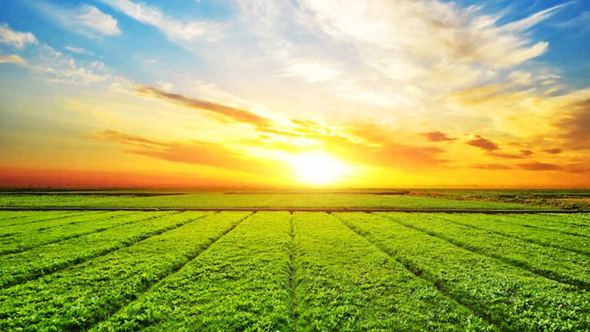 sun rays for mint plant