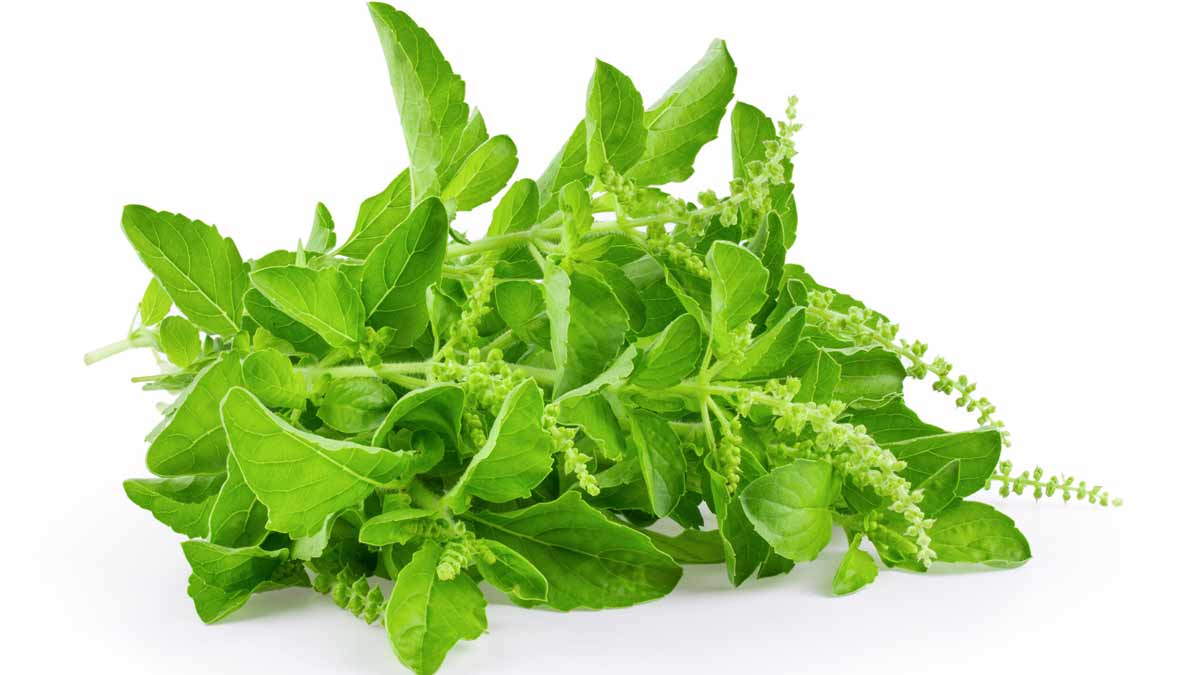 vedic beauty secrets