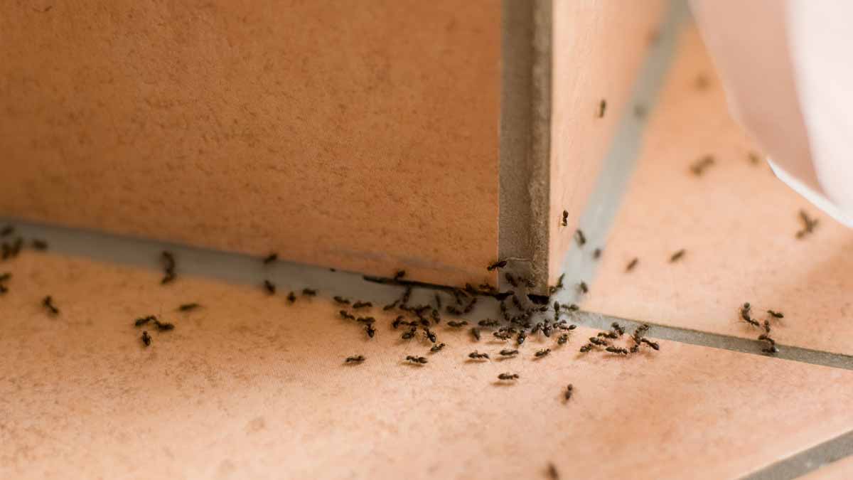 what kills ants instantly