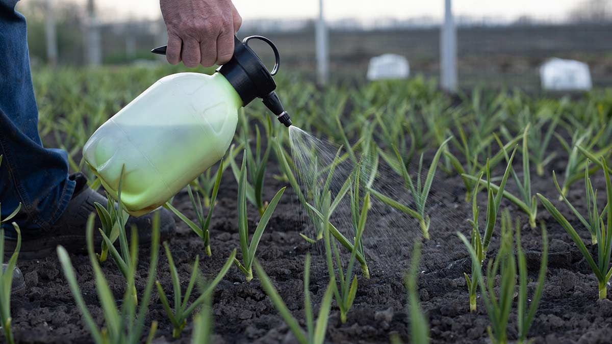 Bottle gourd peel fertilizer for plant