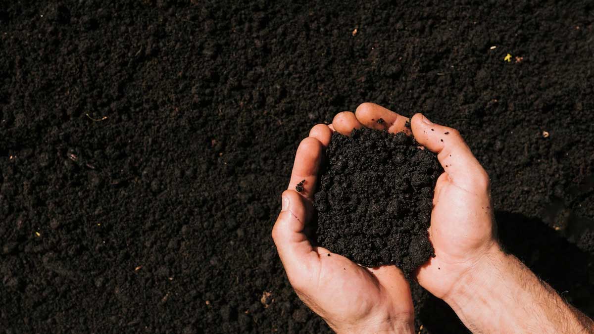 Charcoal Gardening Hacks