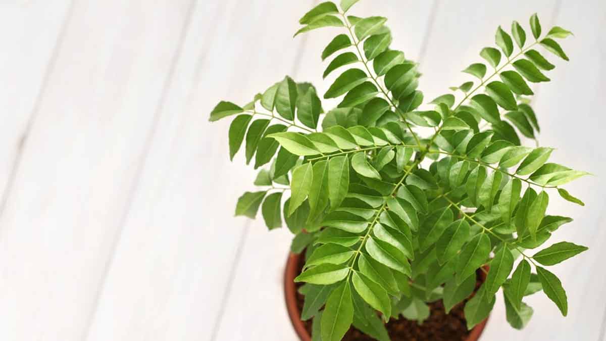 Curry Leaf plant fertilizer