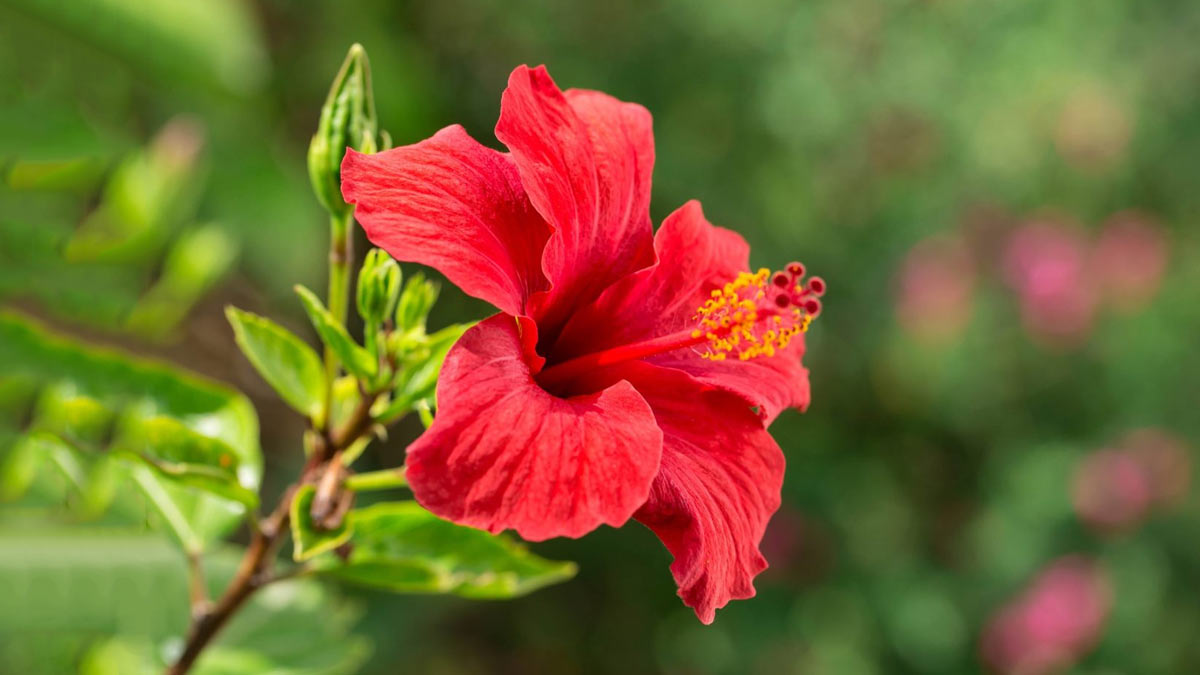 How to cure hibiscus from insects