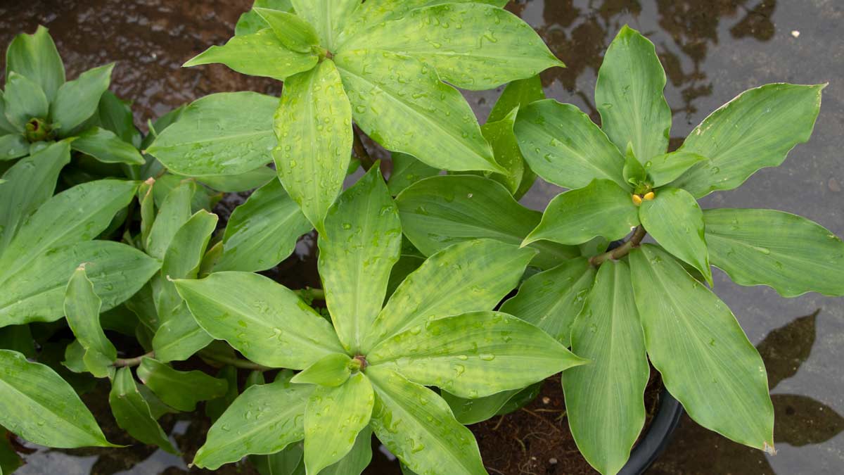 Insulin Plant Diabetes Control Kaise insulin-plant-diabetes-control-kaise