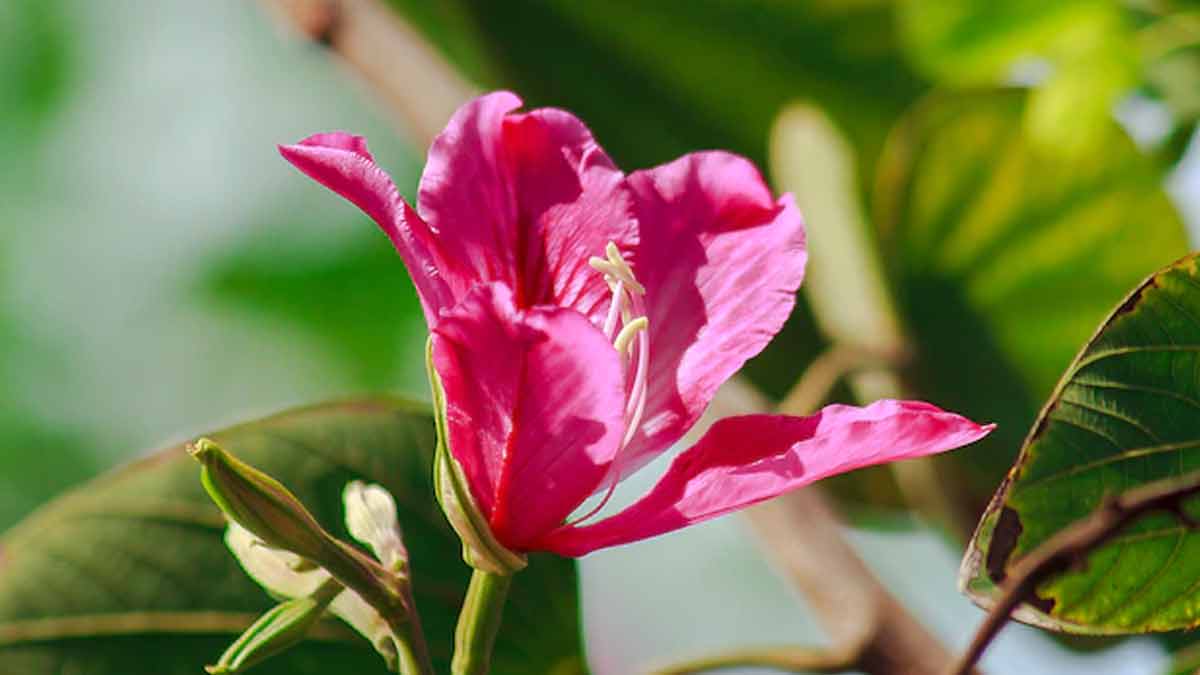 Kanchanar Guggulu For Thyriod