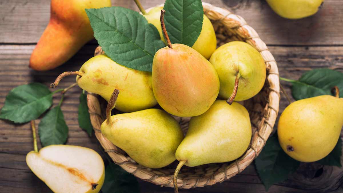 Wax Checking Tips On Pears