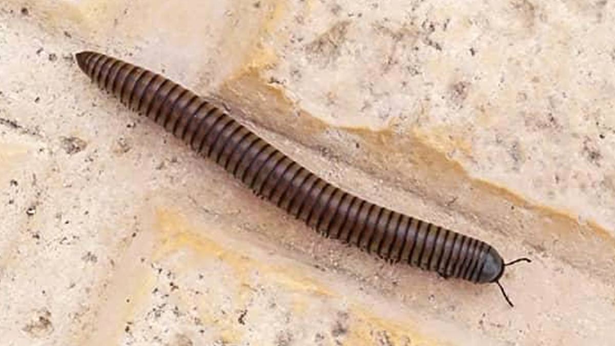Ways To Get Rid Of Millipedes From Home