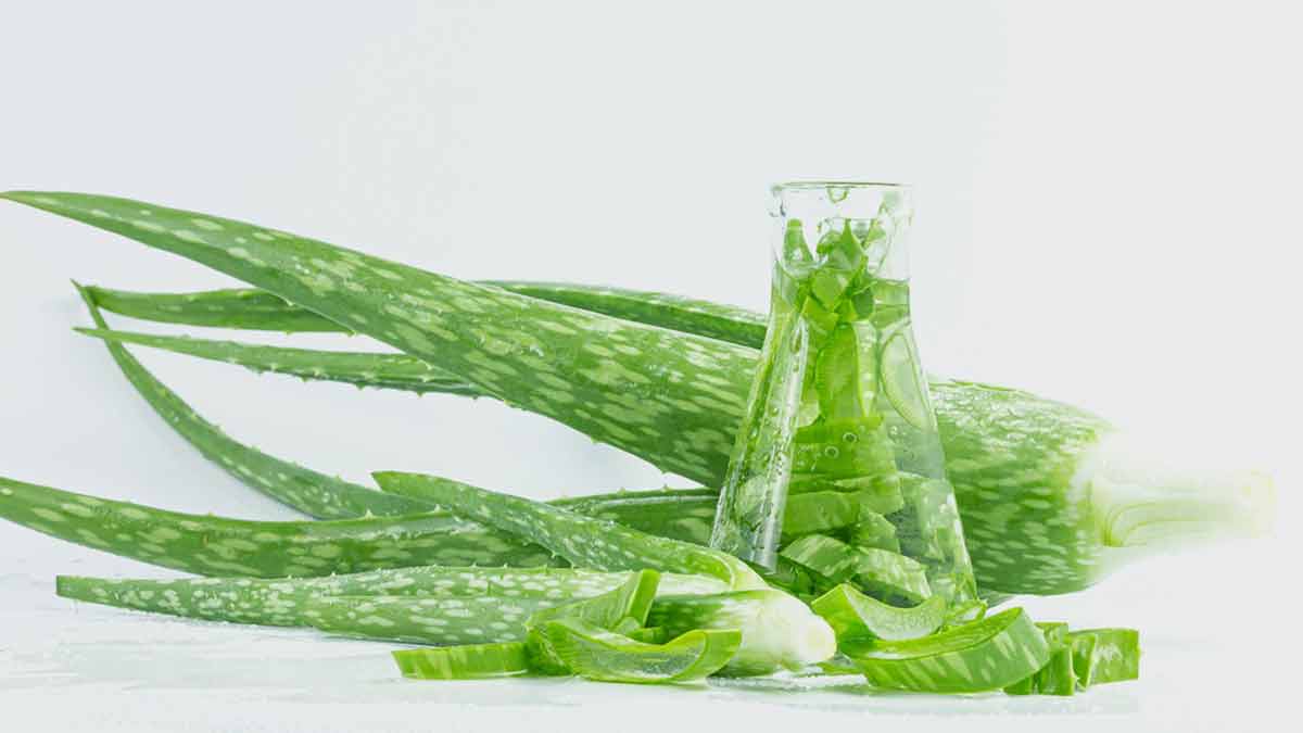 aloe vera gel overnight hair mask