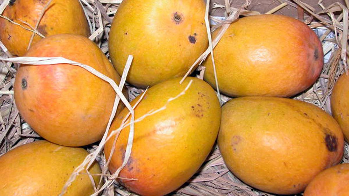 alphonso mango variety