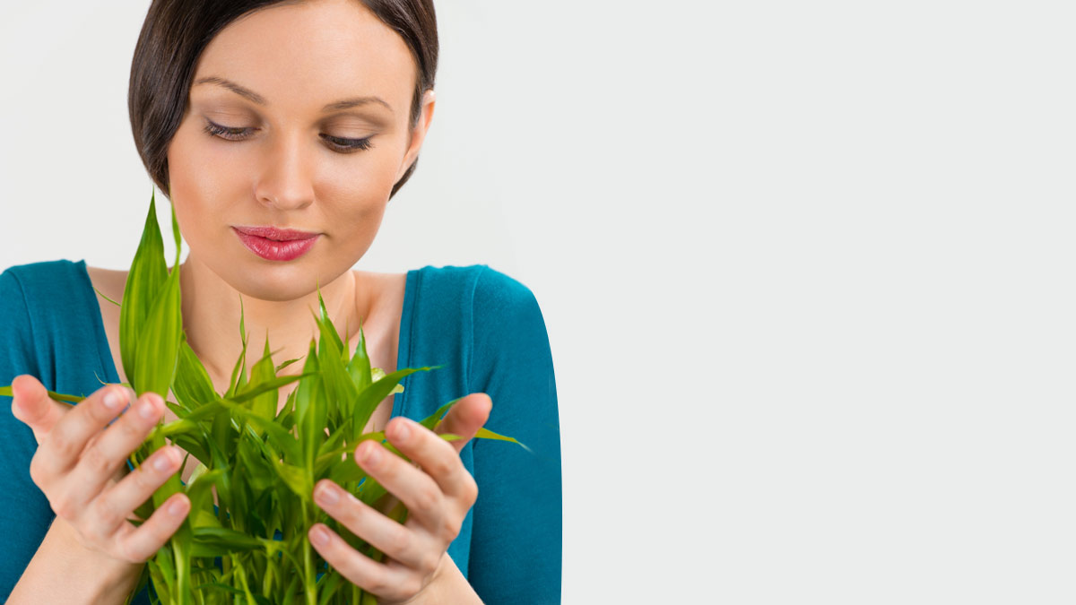 bamboo tree benefits as per vastu