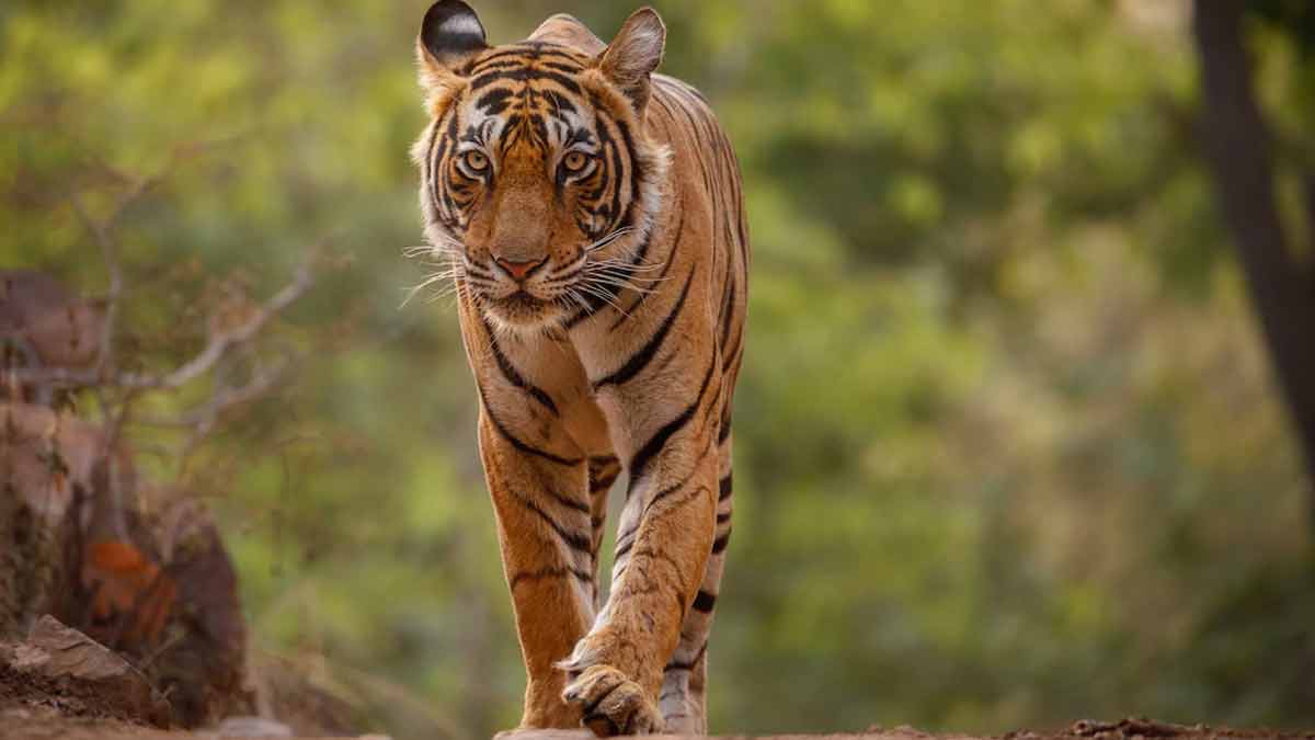 bannerghatta national park