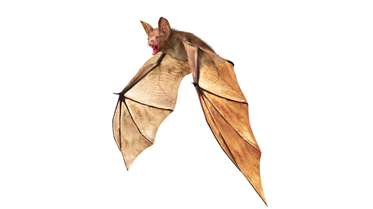 bat at home is good or not