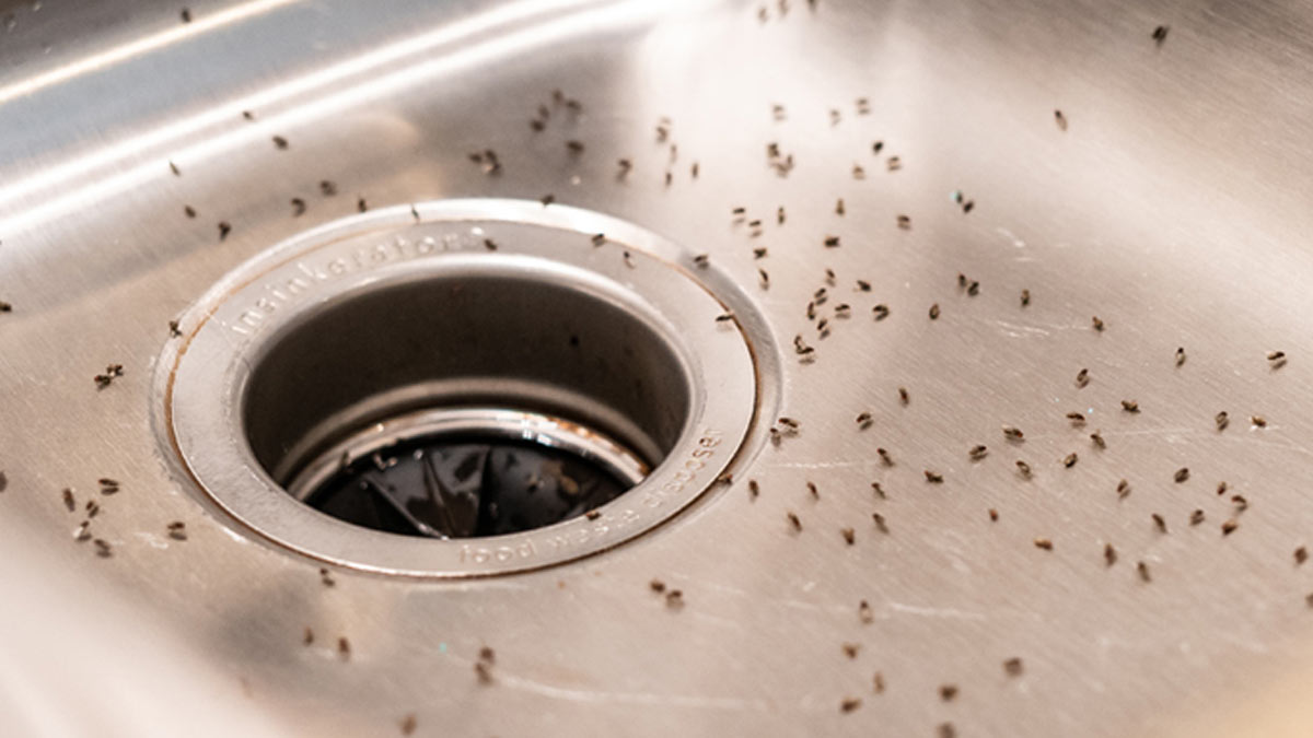 borax powder for drain fly insects