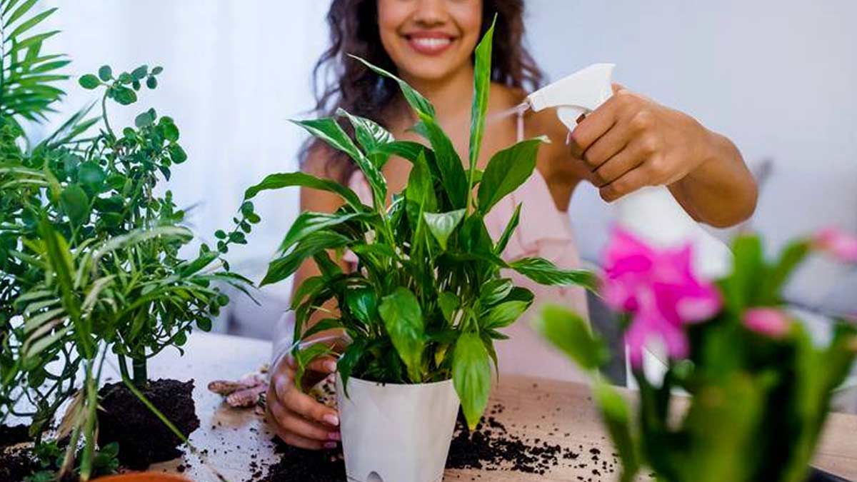 borax powder for plant insects