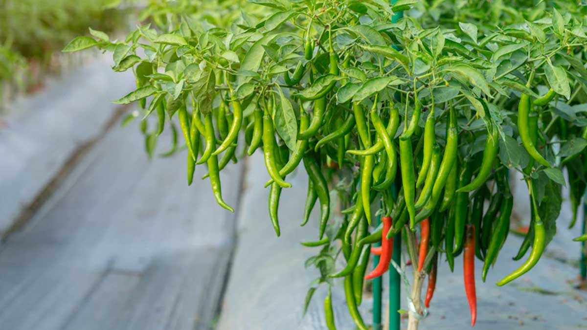 chilli plant at balcony