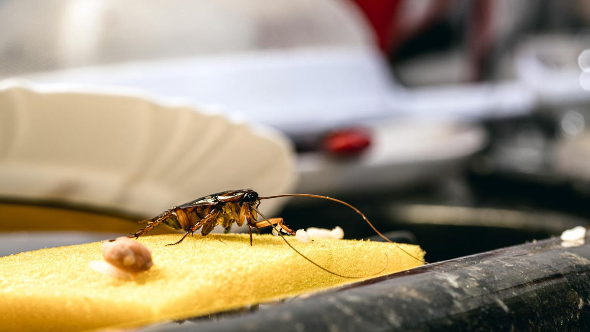 cockroach homemade killer