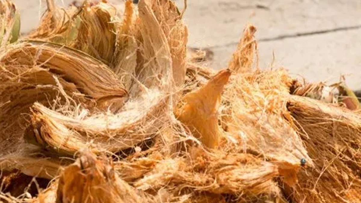 coconut peels for plants