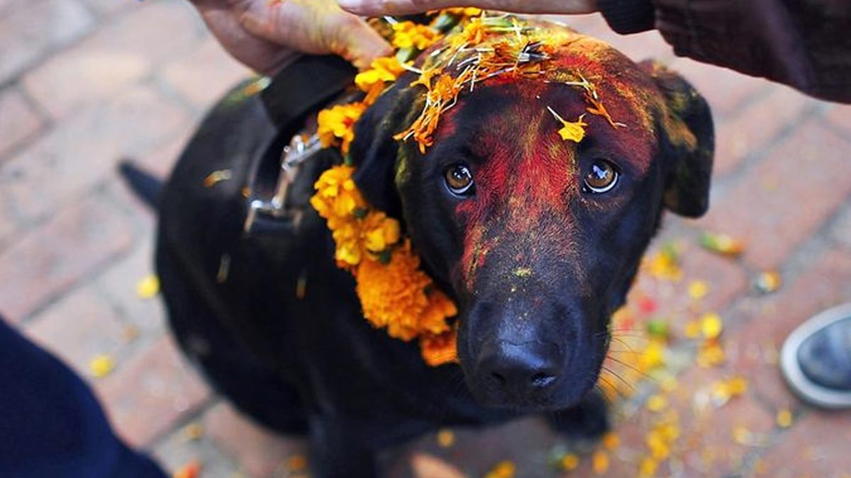 feeding to black dog for good luck