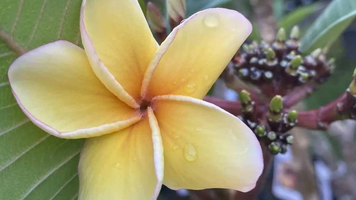 frangipani plant
