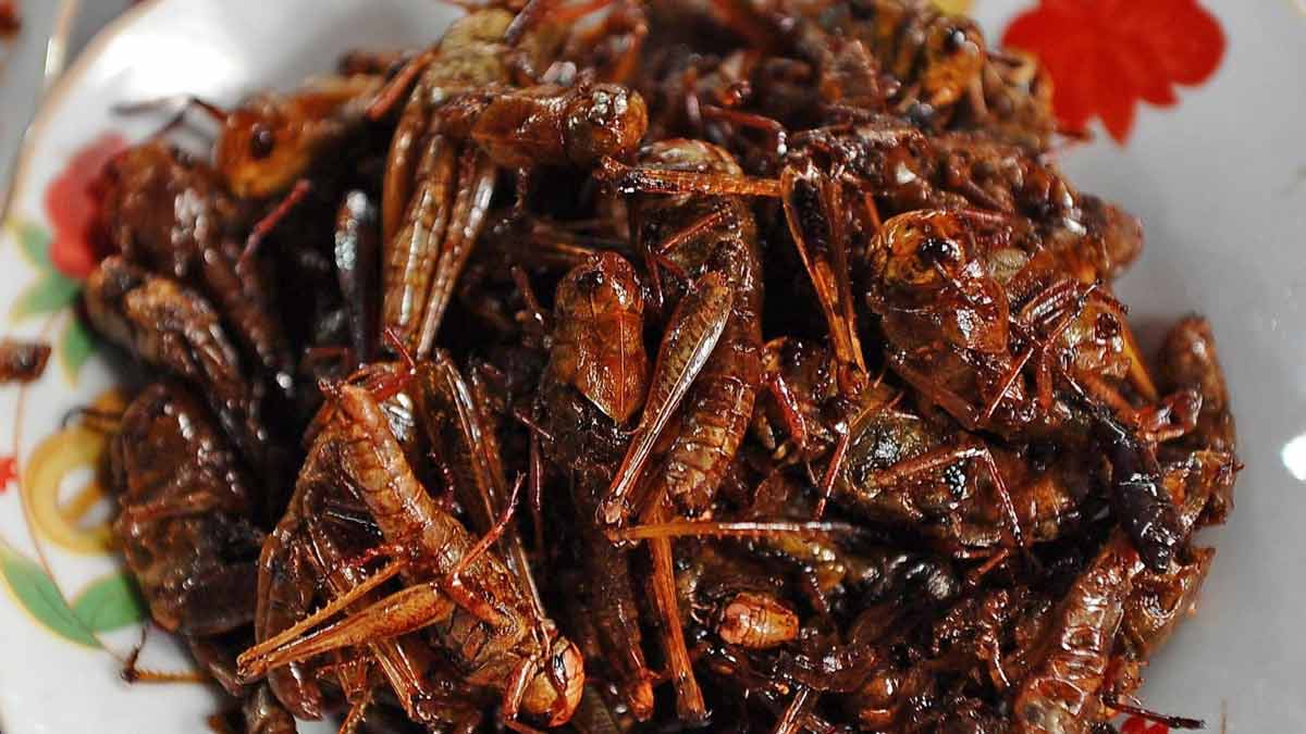 fried locucts in israel